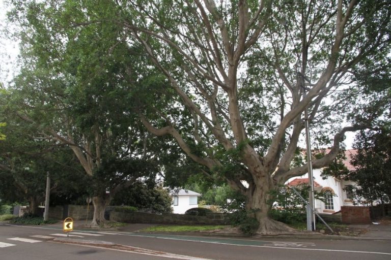 Residental Pipe relining Project for Victoria Rd, Bellevue Hill