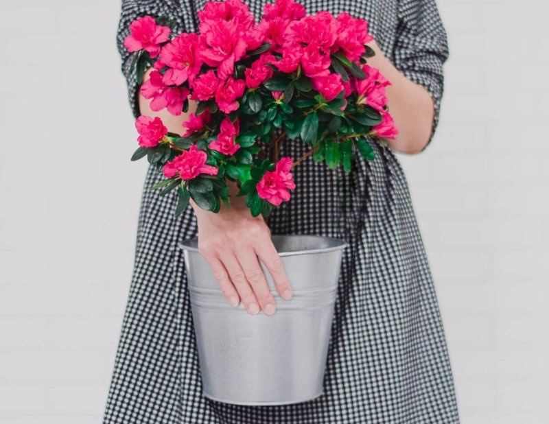 A person in a dress holding a small tree in a pot