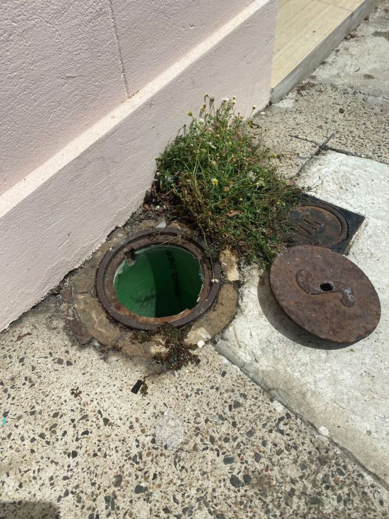 A patch of flowers next to an open outdoor sewer pipe