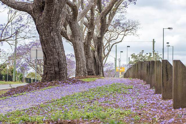 Jacaranda trees next to a sidewalk