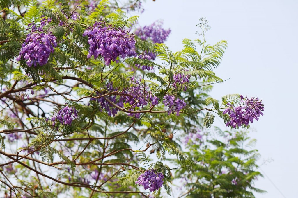 jacaranda tree