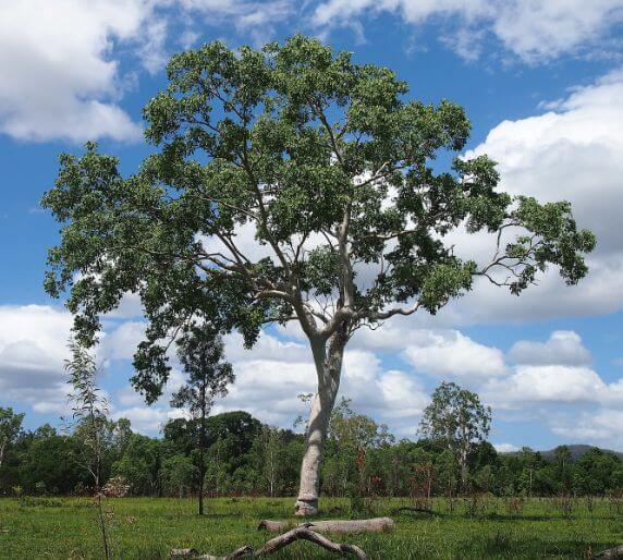 Avoid planting Eucalyptus Roots to your property