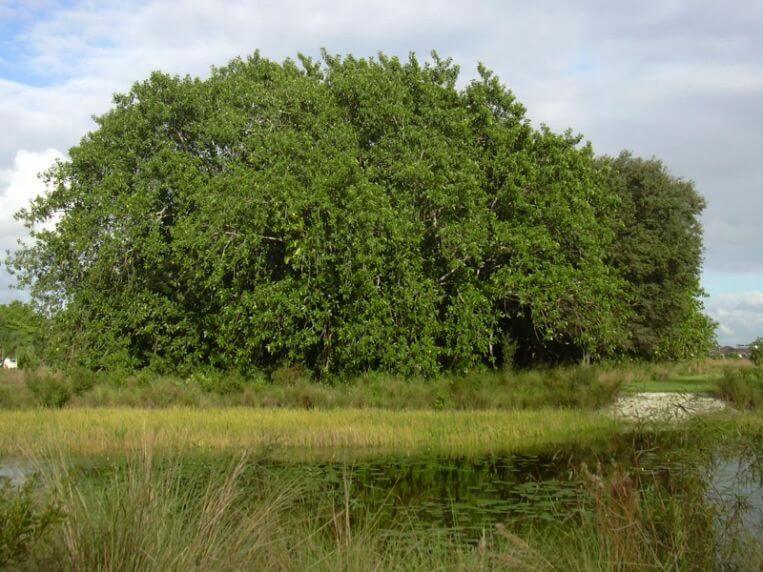 Avoid planting Rubber Tree Roots to your property