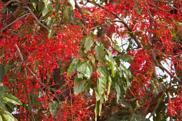 Avoid planting Illawarra Flame Tree Roots Trees to your property