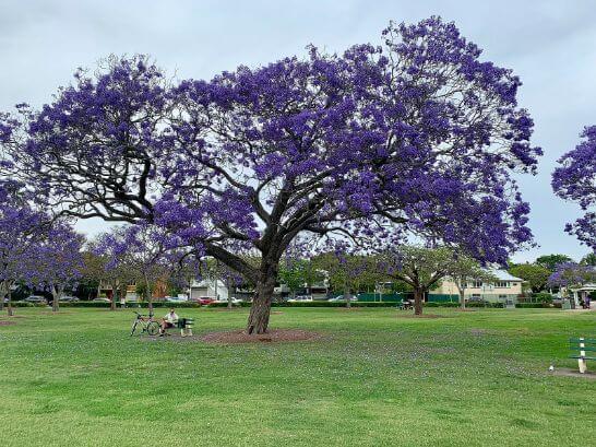 Invasive roots of Jacaranda Trees damaging the underground pipes