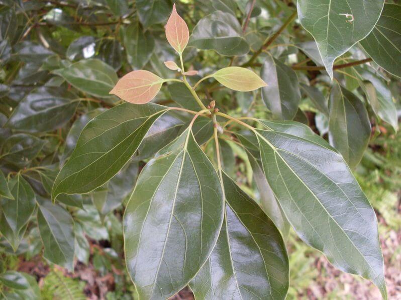 Avoid planting Camphor Laurel Tree-roots in your garden