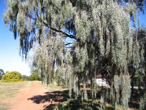 Avoid planting Willow Trees to your property