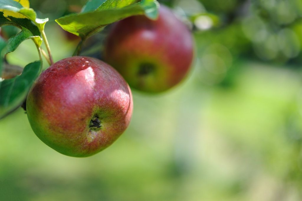 Apple tree is non-invasive trees for your property