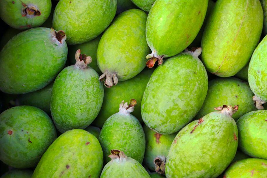 How to use feijoa trees to prevent future landscaping issues