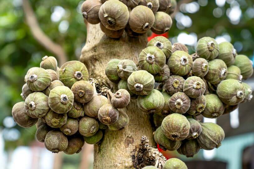 Fig Trees (Ficus)