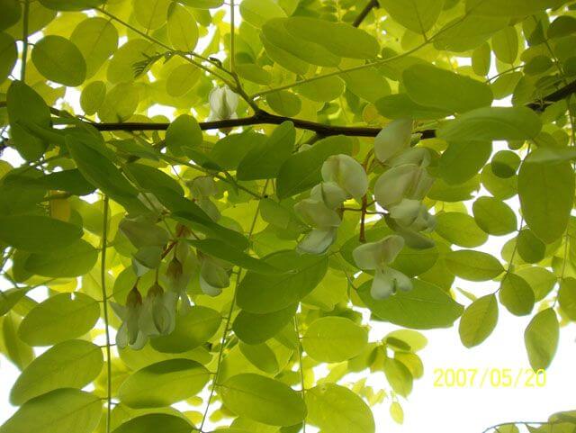 Avoid planting Golden Robinia Trees to your property