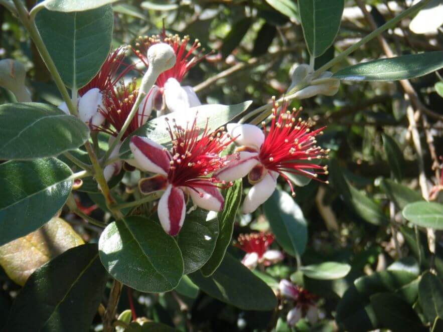 Flowering feijoa tree