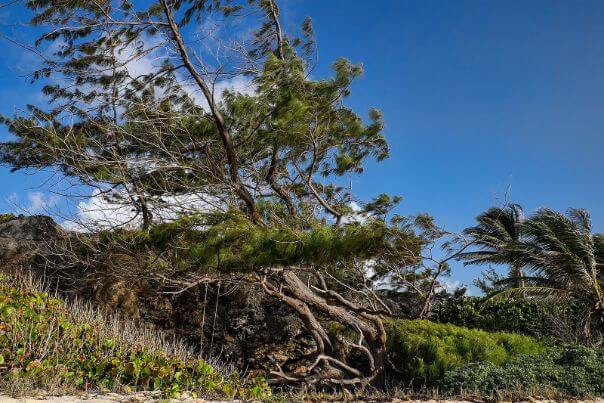 Avoid planting Casuarina Tree Roots to your property