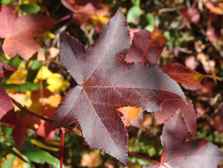 Avoid planting Sweet Gum Trees to your property
