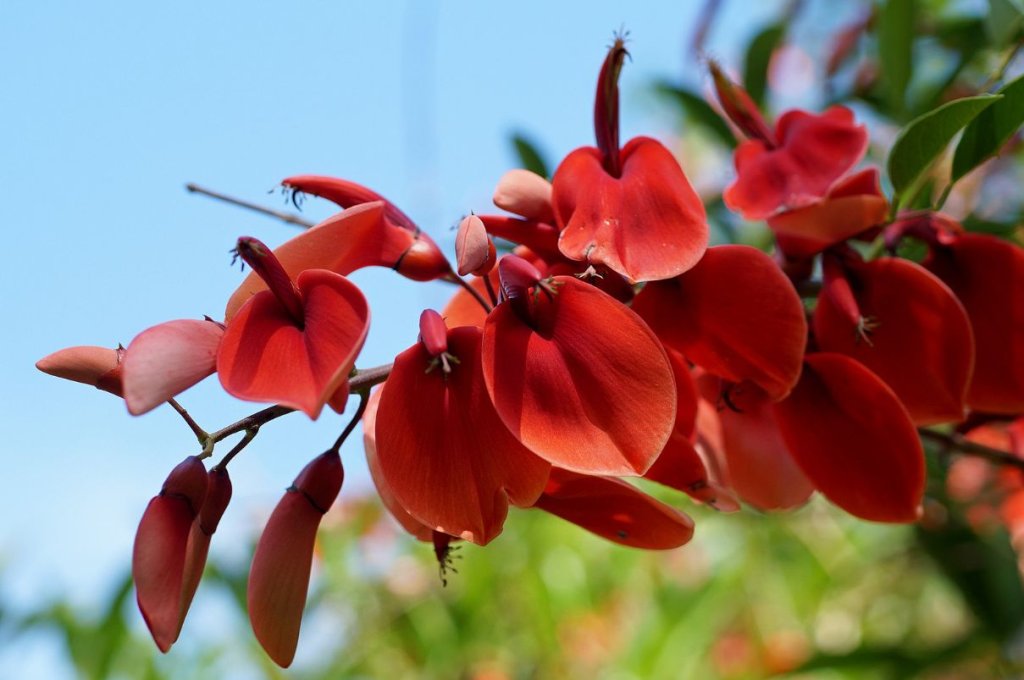 Avoid planting Coral  Tree to your property