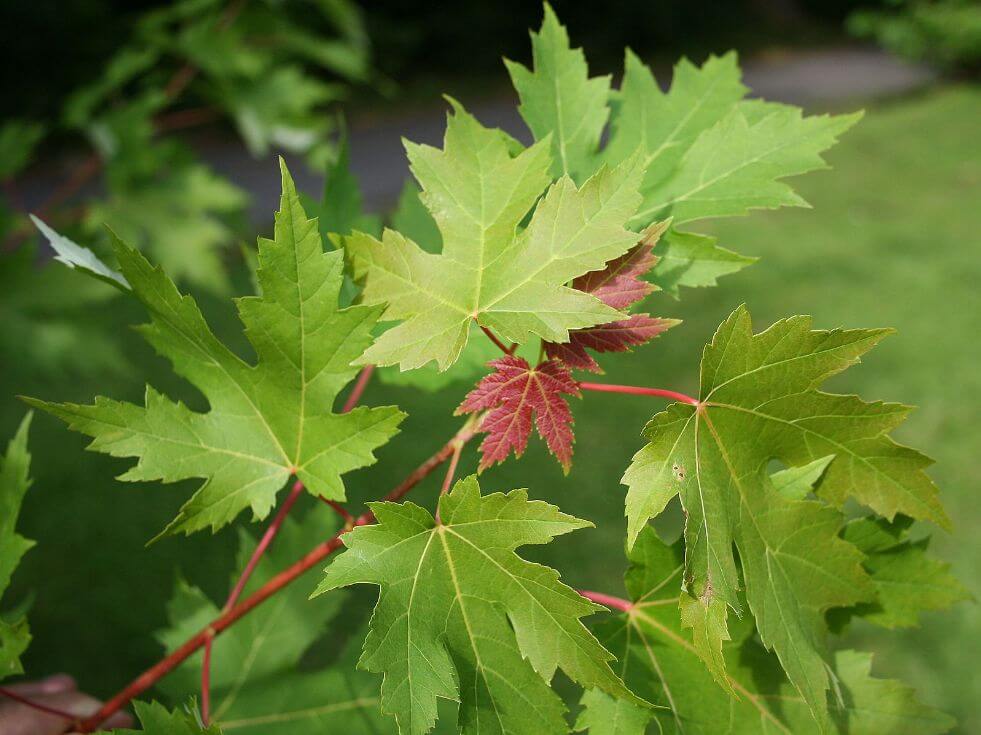 Avoid adding Silver Maple Roots to your property