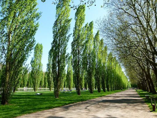 Avoid planting Poplar Trees Roots  to your garden