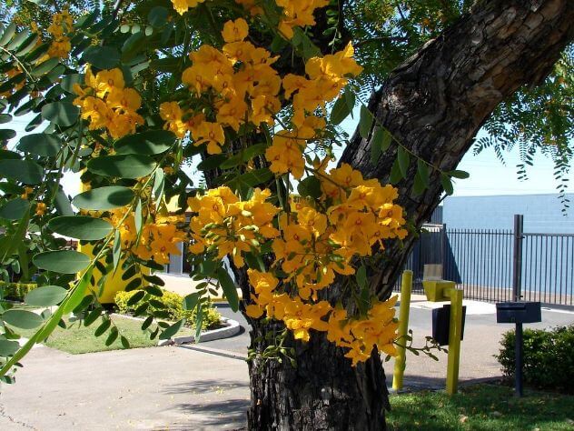  Pride of Bolivia Tree