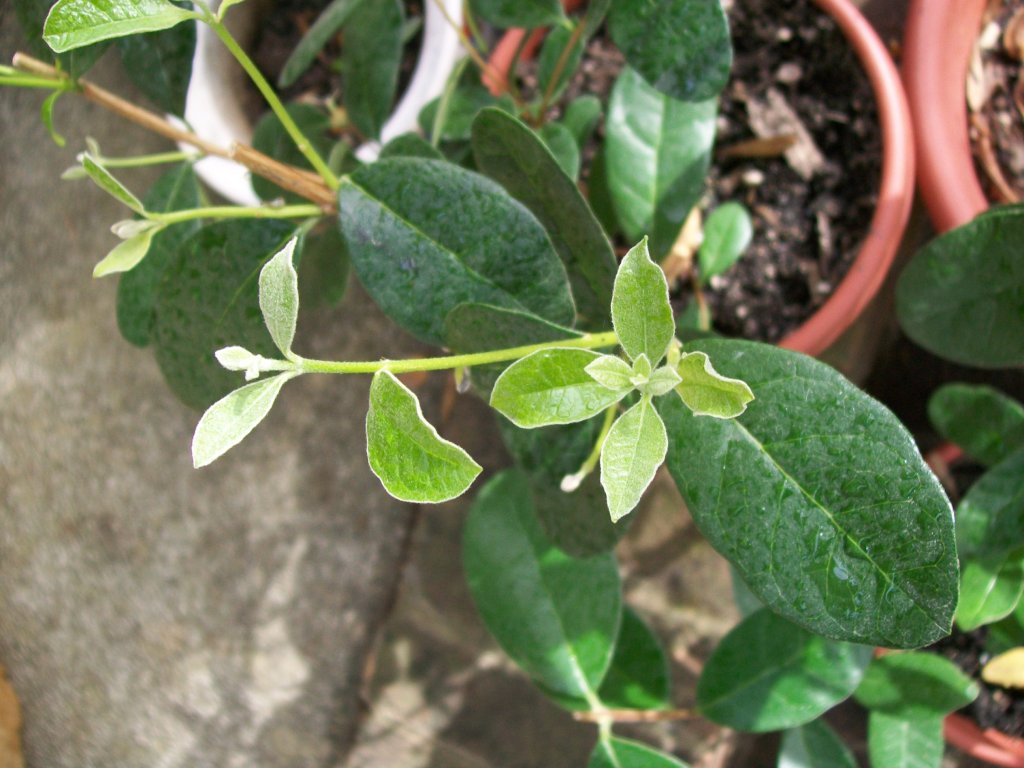 Young feijoa tree in pot