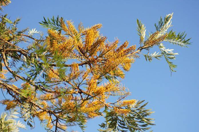 Avoid planting Silky Oak Tree  to your property