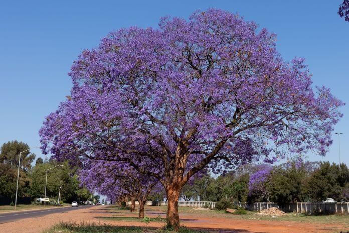 How to handle invasive tree roots on your property in Sydney