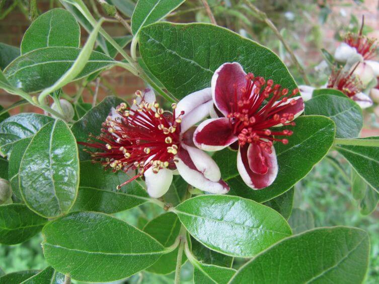 5 Pruning tips for feijoa trees