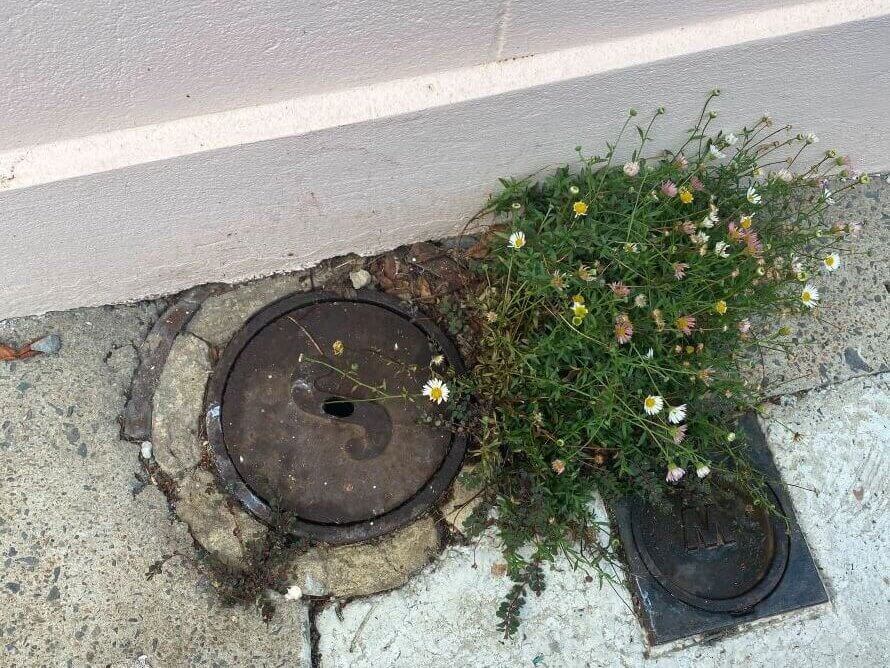 A patch of flowers next to a closed outdoor sewer pipe