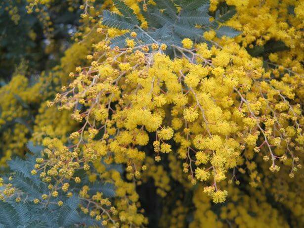 Golden wattle tree