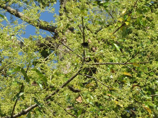 Bay tree branches