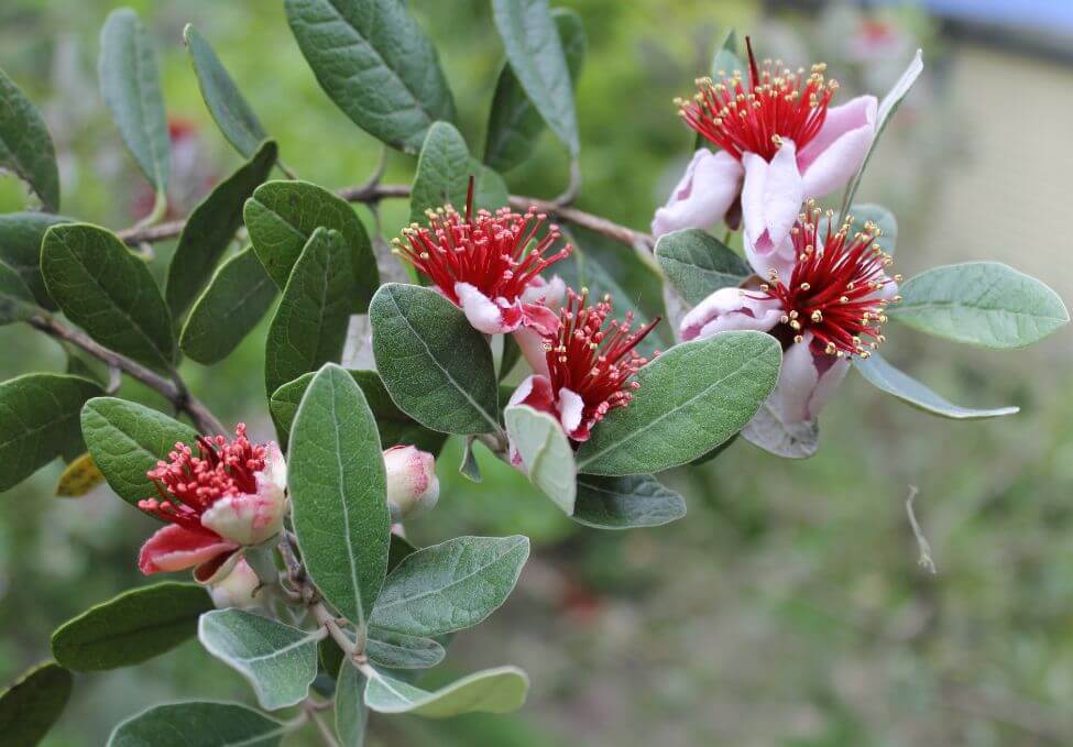 Pink feijoa flowers with green leaves
