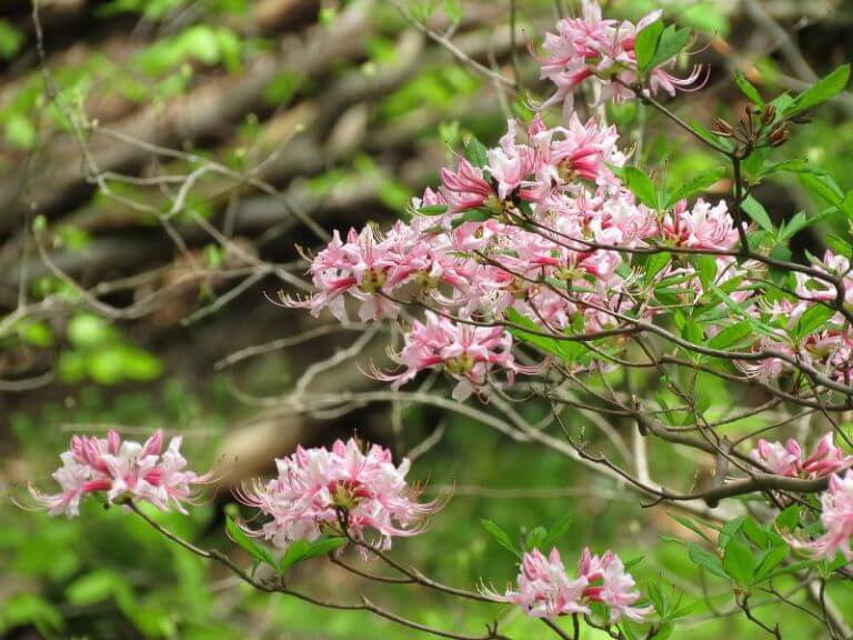 Pink azalea tree flowers