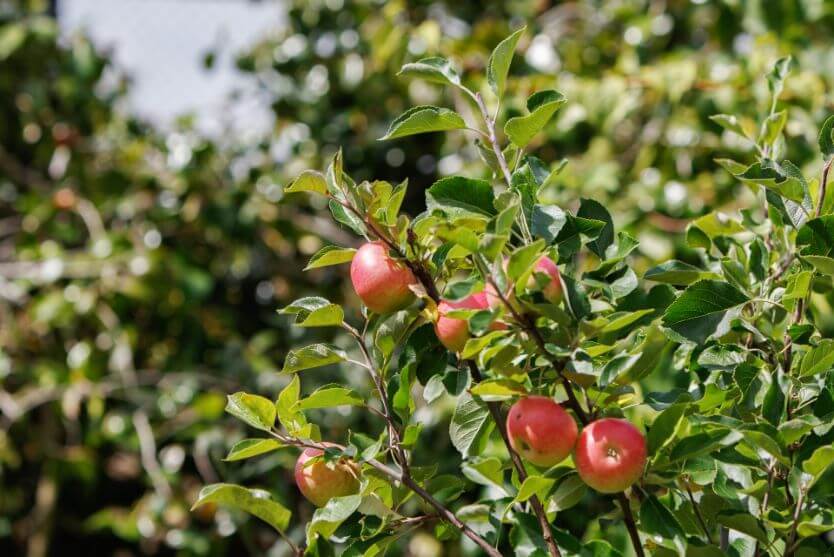 Apples attached to apple tree branches