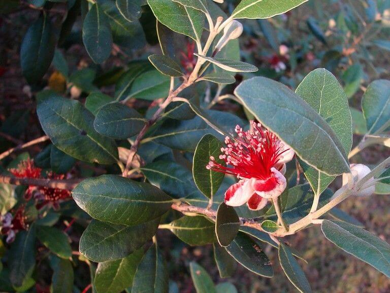 How feijoa trees benefit your garden