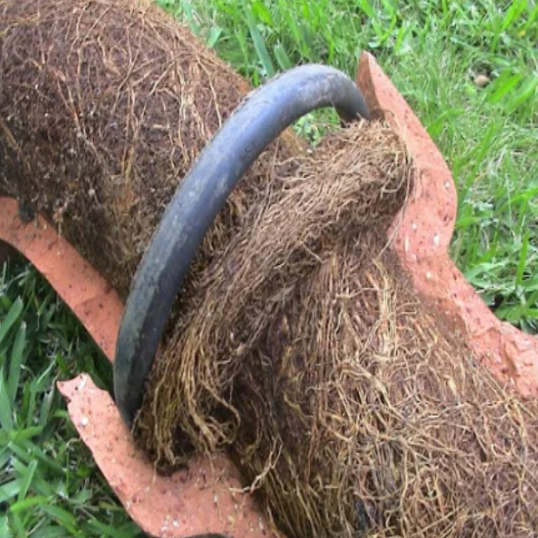 Tree Root Damaged Pipe